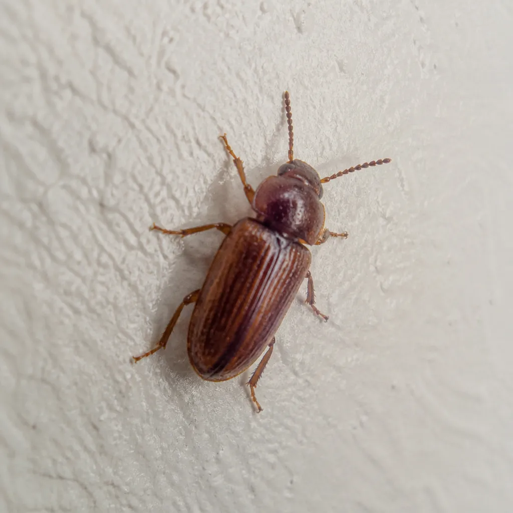 Kleiner brauner Käfer krabbelt an einer hellen Zimmerwand